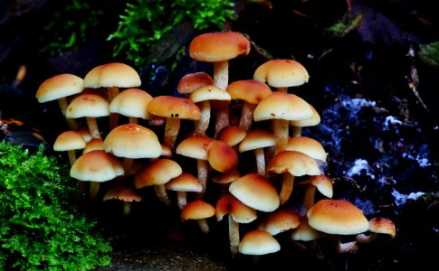 Hypholoma fasciculare, (Sulphur tuft,)