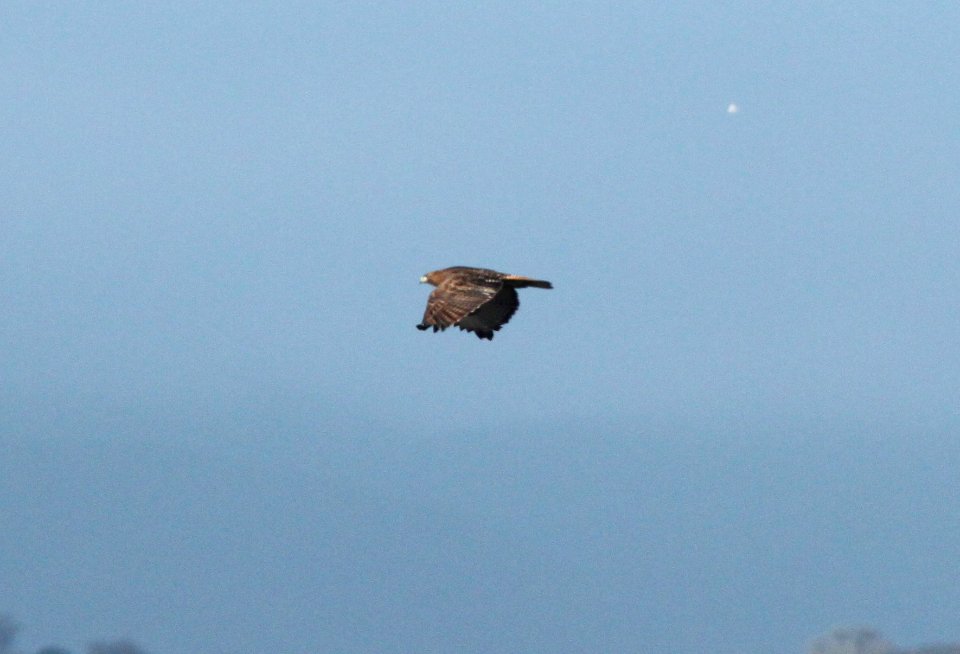 HAWK, RED-TAILED (1-14-10) dark-phase, carrizo plain, slo co, ca .03