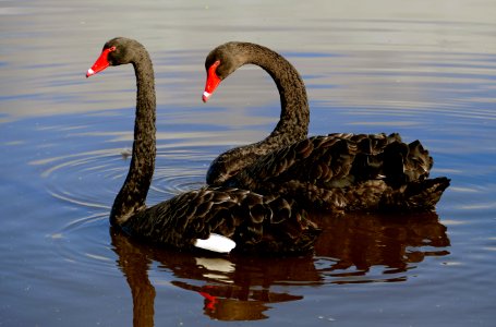 The black swan (Cygnus atratus) photo