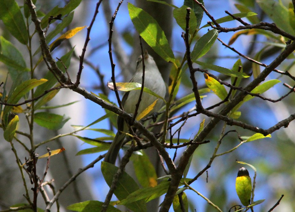 VIREO, LEAST BELL'S (9-13-09) pecho willows, los osos, slo co, ca -08