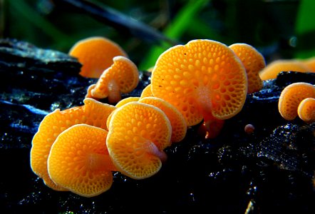 Orange pore fungus (Favolaschia calocera) photo