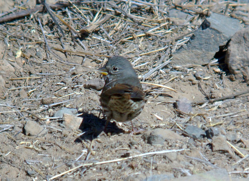 SPARROW, FOX (1-7-07) slate-colored, quail springs -3