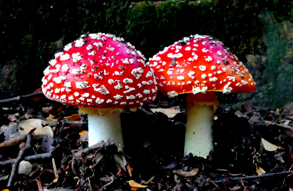 Amanita muscaria, Fly agaric. photo