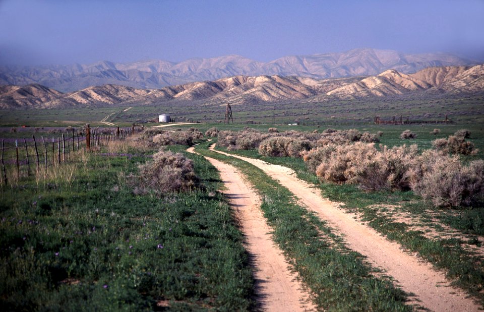 Van Metre Ranch Rd- saltbush-1