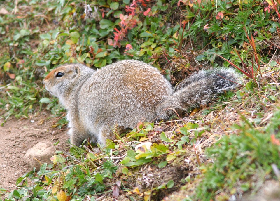 ARCTIC GROUND SQUIRREL (spermophilus parryii) (9-11-08) gambell, ak -02