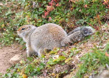ARCTIC GROUND SQUIRREL (spermophilus parryii) (9-11-08) gambell, ak -02