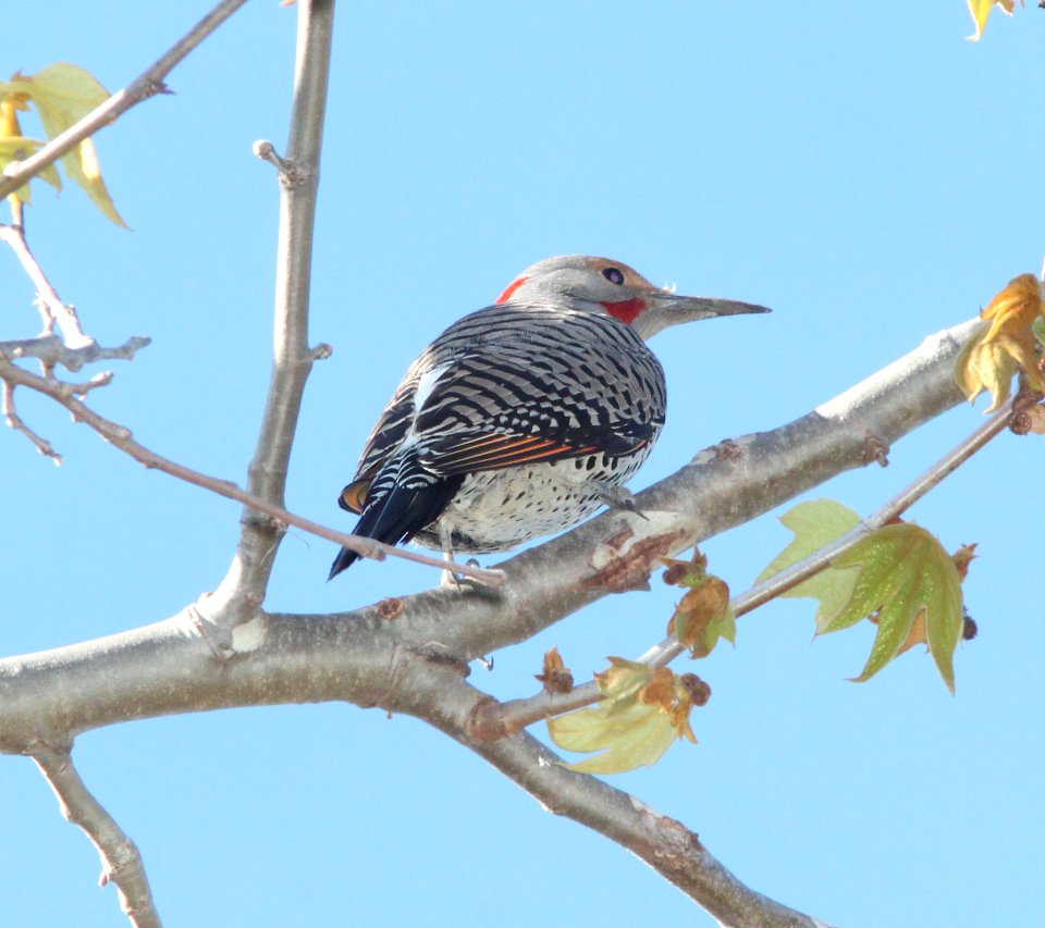 FLICKER, NORTHERN (3-16-10) red-shafted & yellow-shafted hybrid, male, el chorro reg park, slo co, ca -02