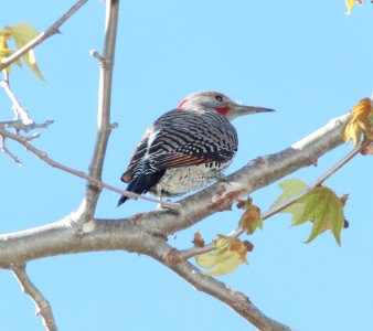FLICKER, NORTHERN (3-16-10) red-shafted & yellow-shafted hybrid, male, el chorro reg park, slo co, ca -02