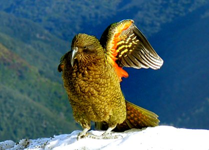 Kea wing.New Zealand.