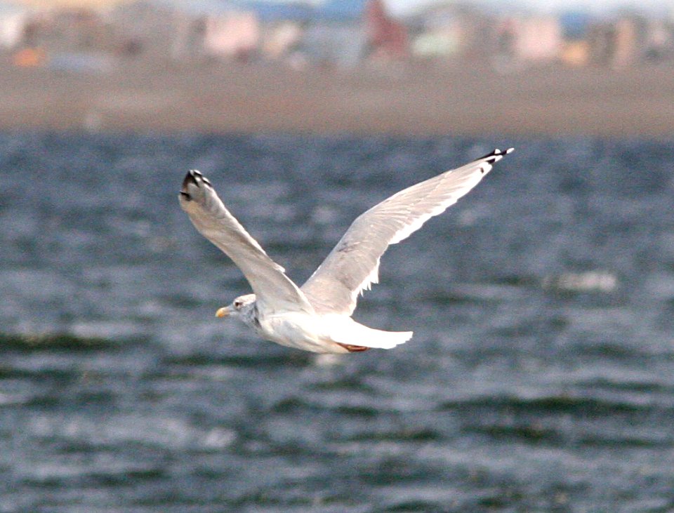 GULL, THAYER--ish type (9-19-08) culvert area, troutman lake, gambell, ak -03