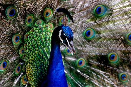 Peacock. (Pavo cristatus), photo