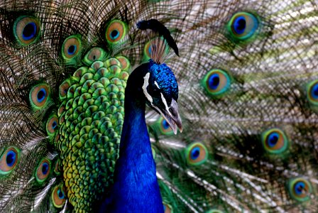 Peacock. (Pavo cristatus),