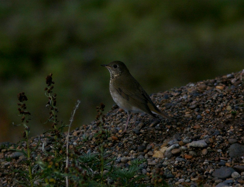 THRUSH, GRAY-CHEEKED (9--5-08) Gambell, Ak -2