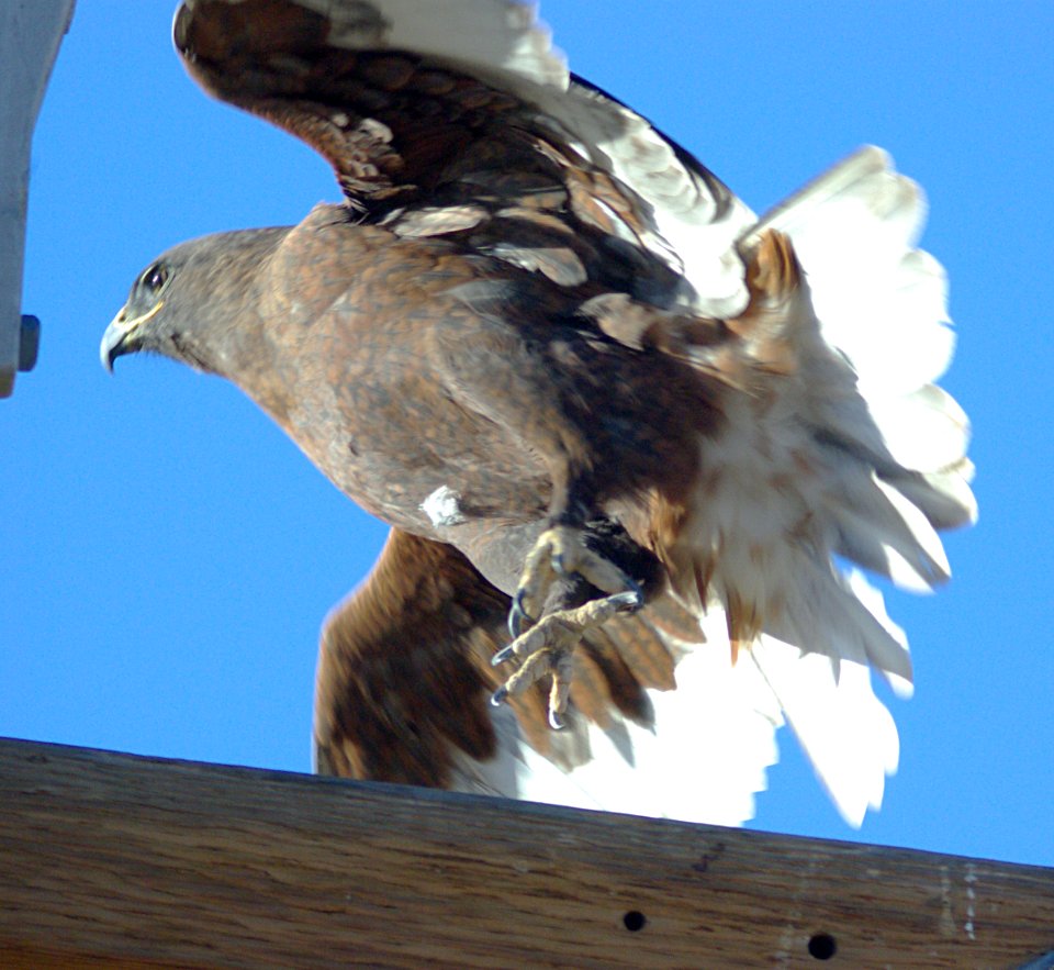 HAWK, FERRUGINOUS (11-19-08) DARK PHASE, CARRIZO -12