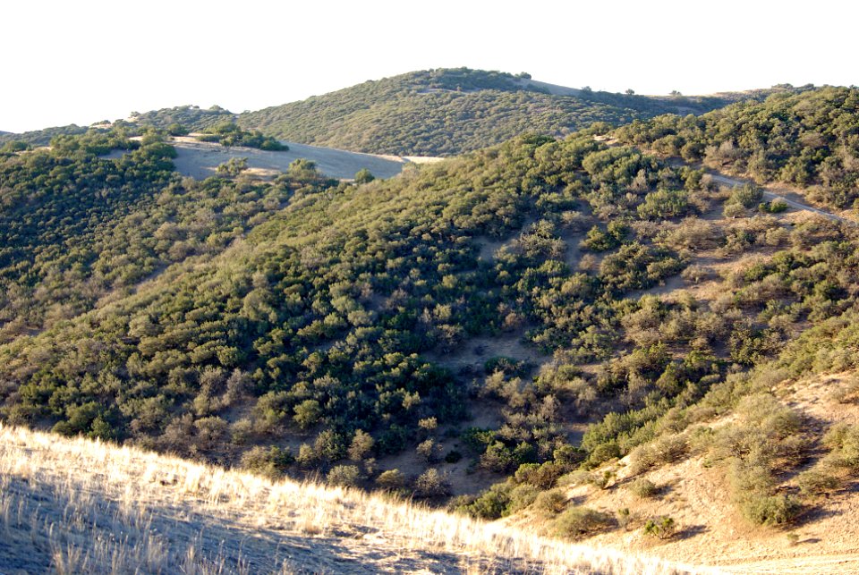 Temblors 5 miles north of Crocker Summit -01