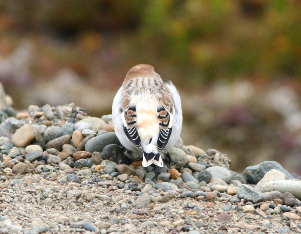 POSSIBLE MC KAY'S BUNTING (9-11-08) Gambell, Ak -04