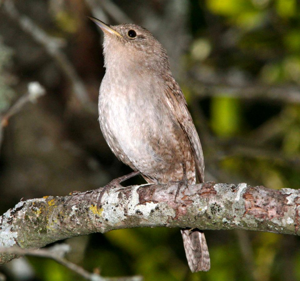 WREN, HOUSE (4-19-09) cerro alto  -03