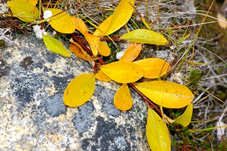 THE BIG ROCK GARDEN - Arctic Willow