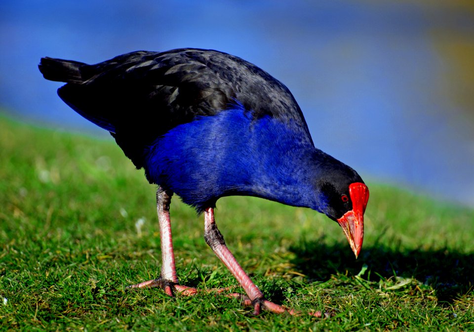 Pukeko. (Porphyrio porphyrio).