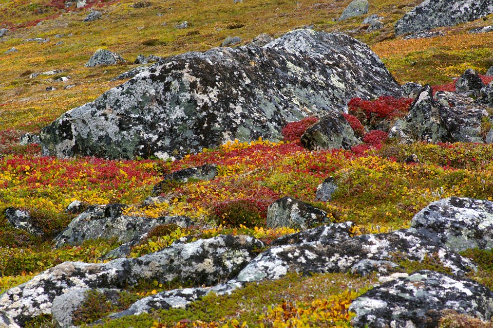 THE BIG ROCK GARDEN