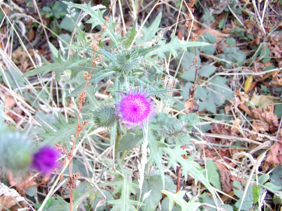 IMGP0261
