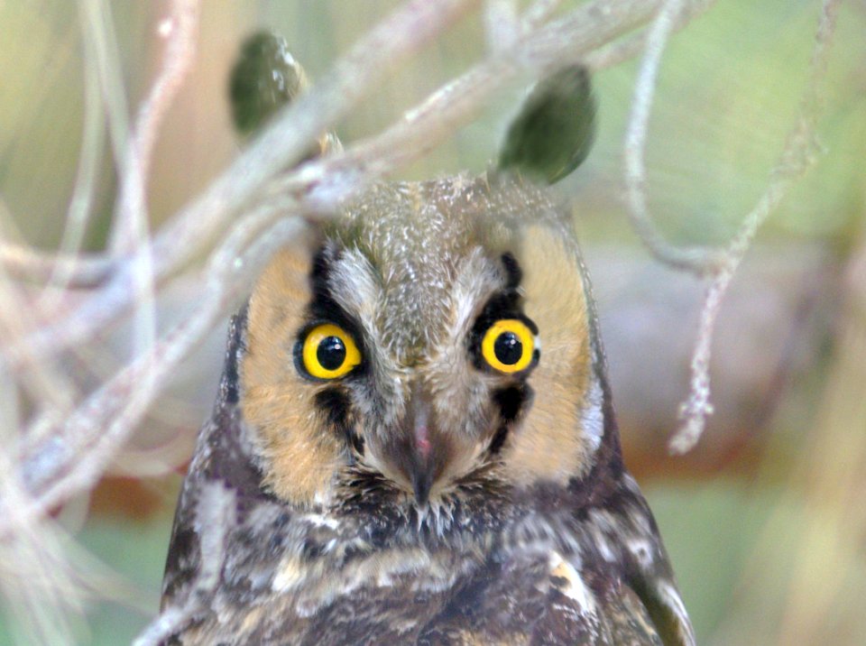 OWL, LONG-EARED (11-20-08) carrizo -06