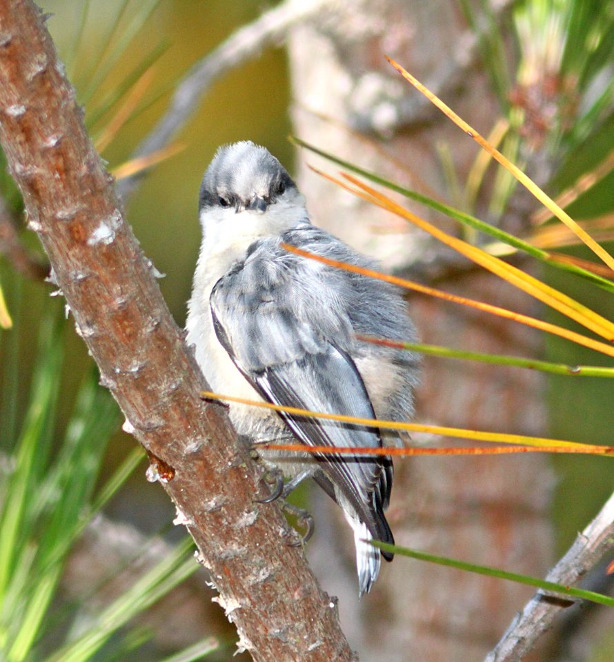 NUTHATCH, PYGMY (7-12-09) san simeon st pk, slo co -05