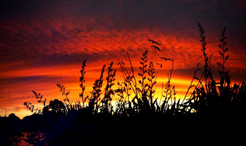 Evening Glow through the flax. photo