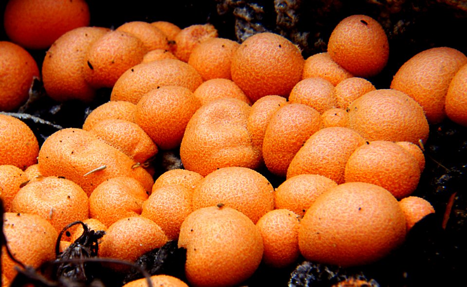 Lycogala epidendrum. (wolf's milk,)