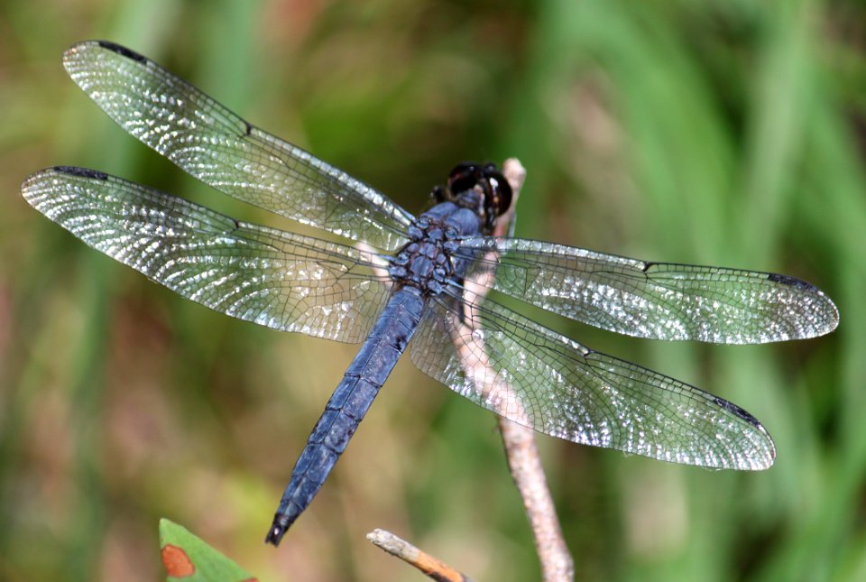 SKIMMER, SLATY (libellula incesta) (8-14-09) sterling, ma -01
