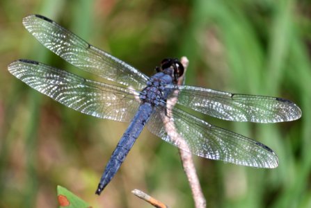 SKIMMER, SLATY (libellula incesta) (8-14-09) sterling, ma -01