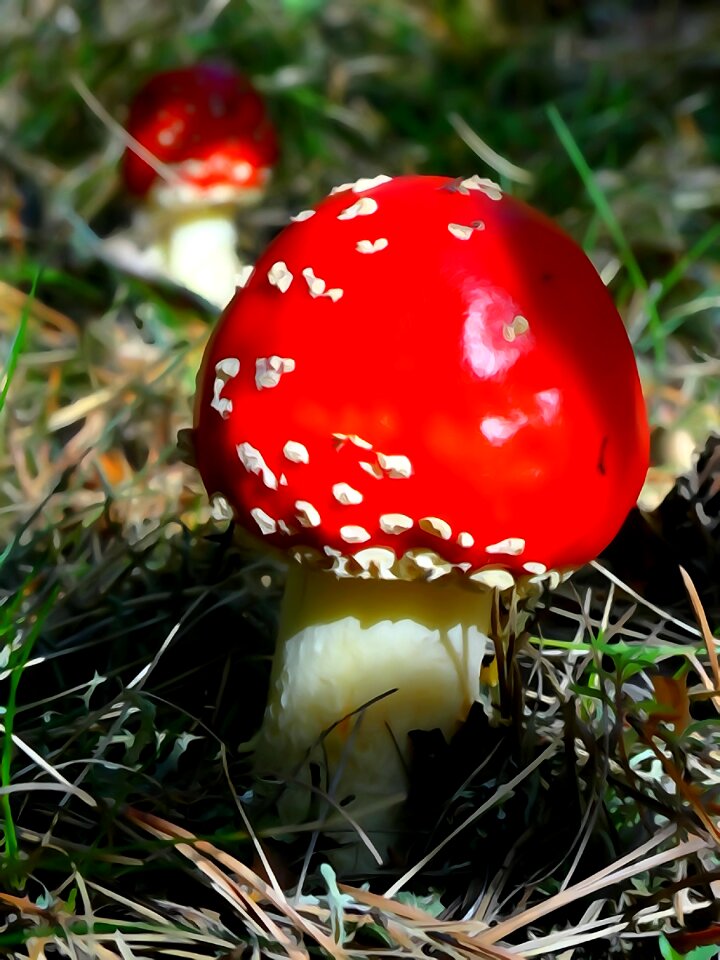 Amanita forest nature
