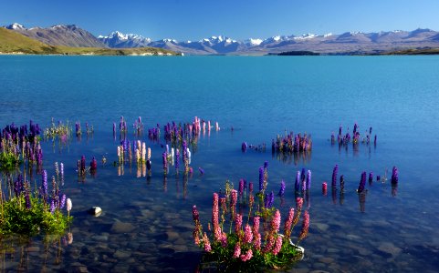 Spring. Lake Tekapo. NZ. photo