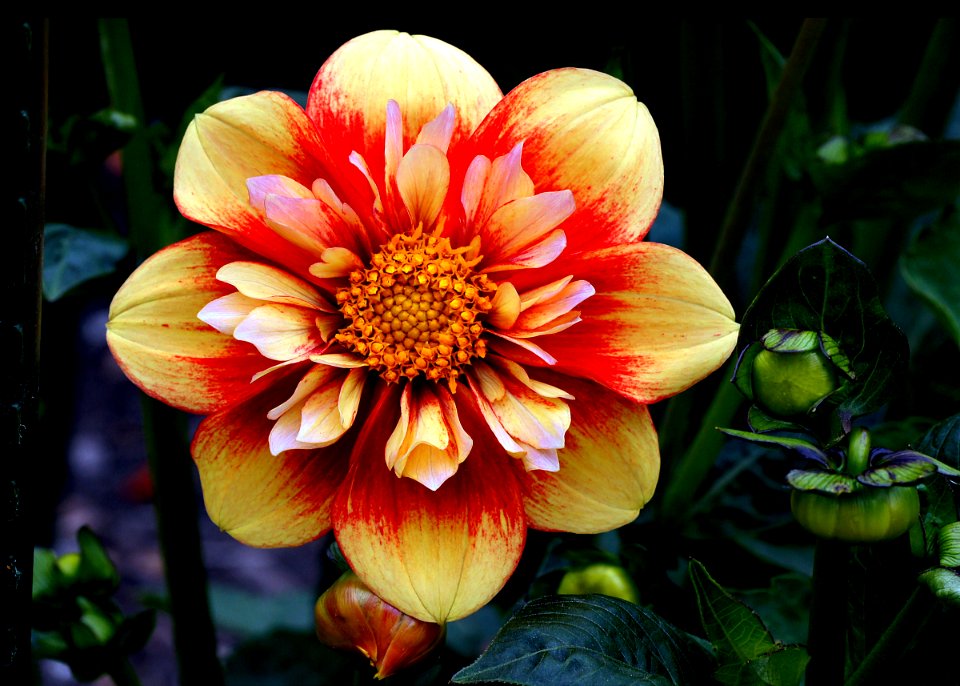 Gor Bilmey dahlia.