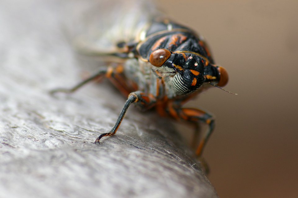 CICADA (6-24-09) -se arizona -03