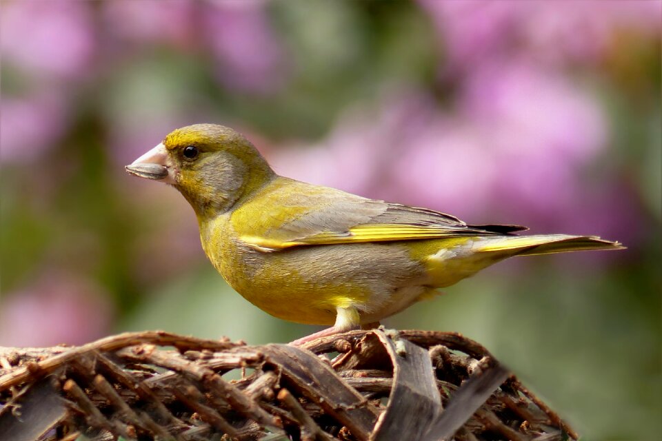 Bird foraging garden