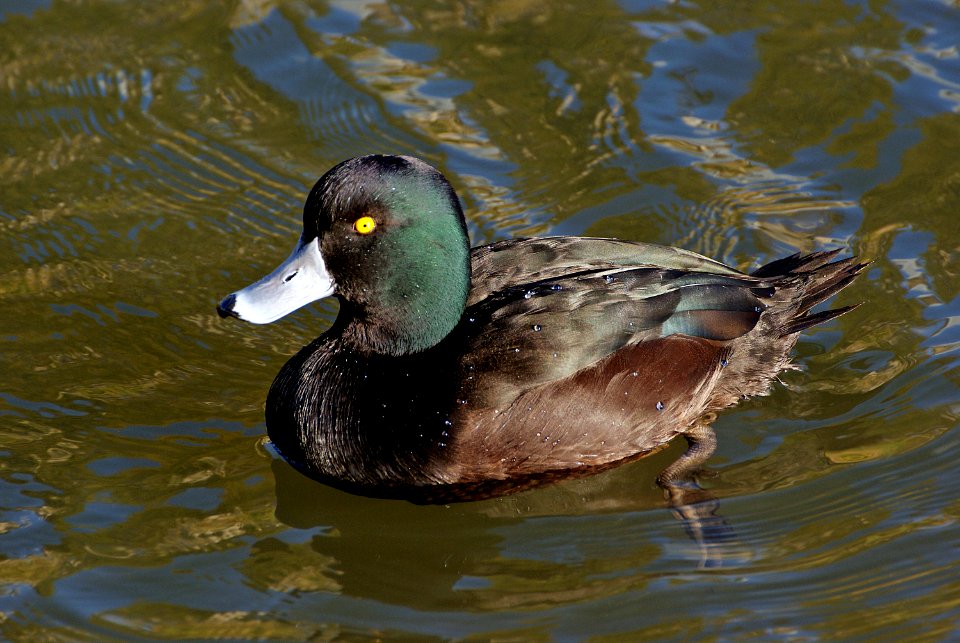 Scaup NZ (Aythya novaeseelandiae)