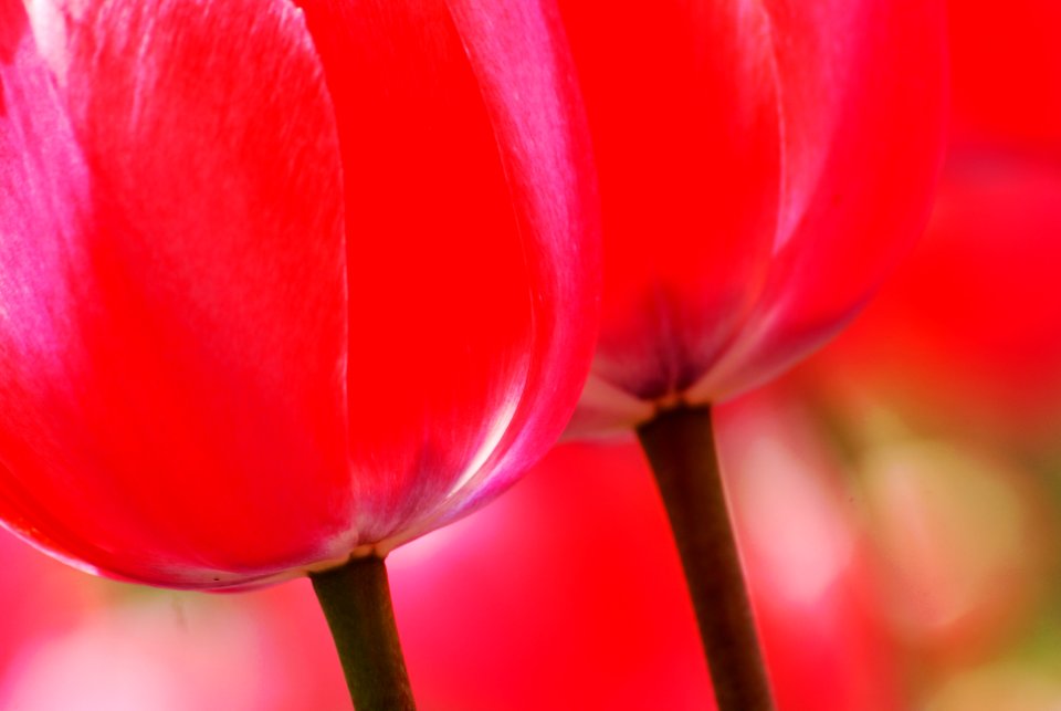 A pair of pink Tulips.