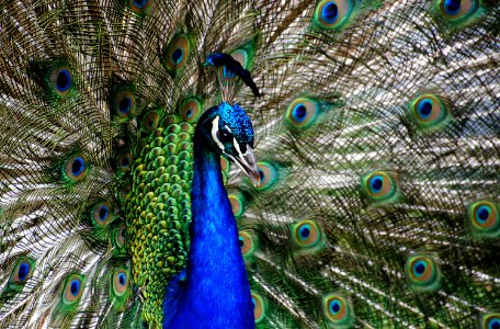 Peacock colours. photo