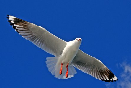 High flying Silver Gull Aust. photo