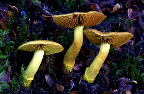 Dermocybe canaria.(Canary Webcap)