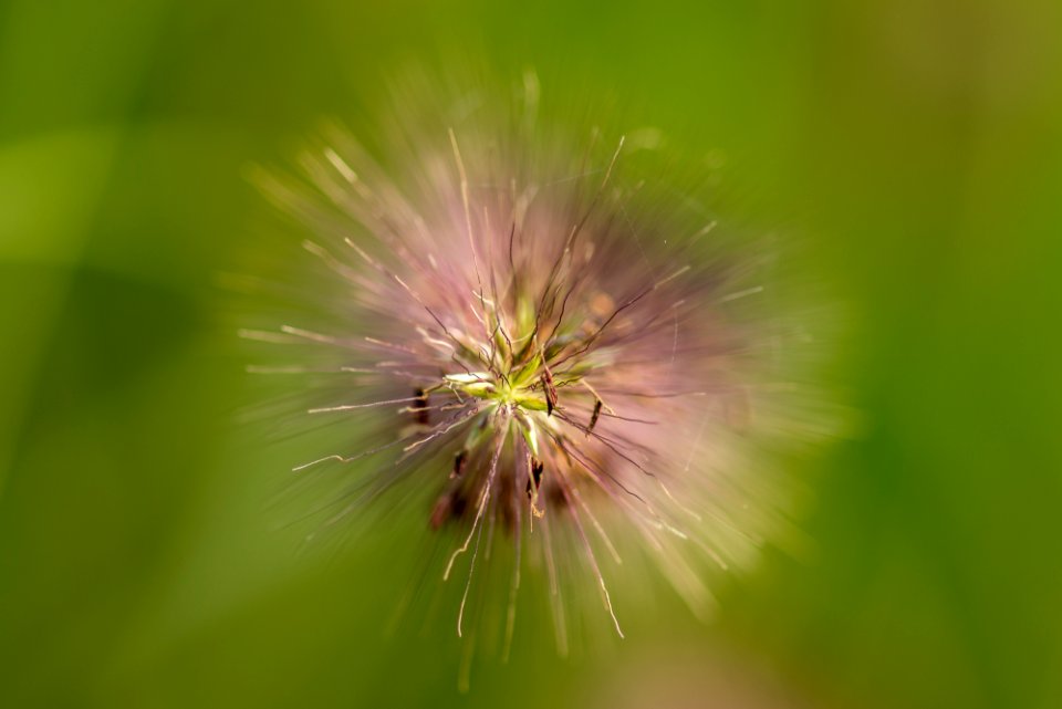 Blumen gehen immer