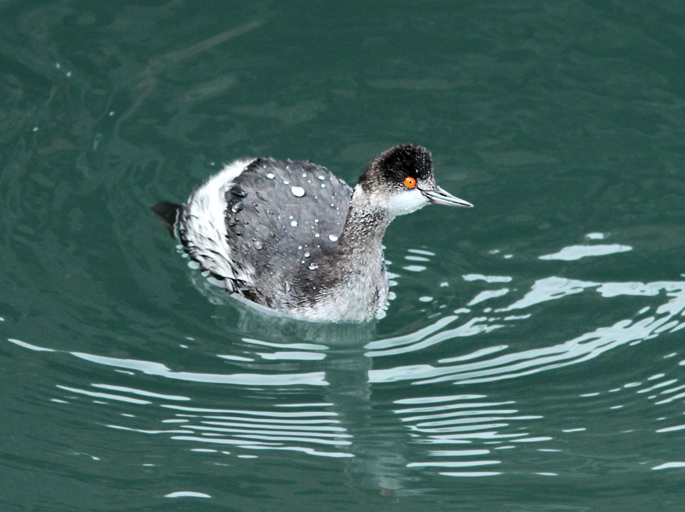 GREBE, EARED (1-9-10) morro bay, ca -03