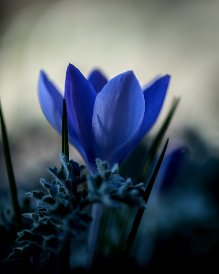 Blumen gehen immer