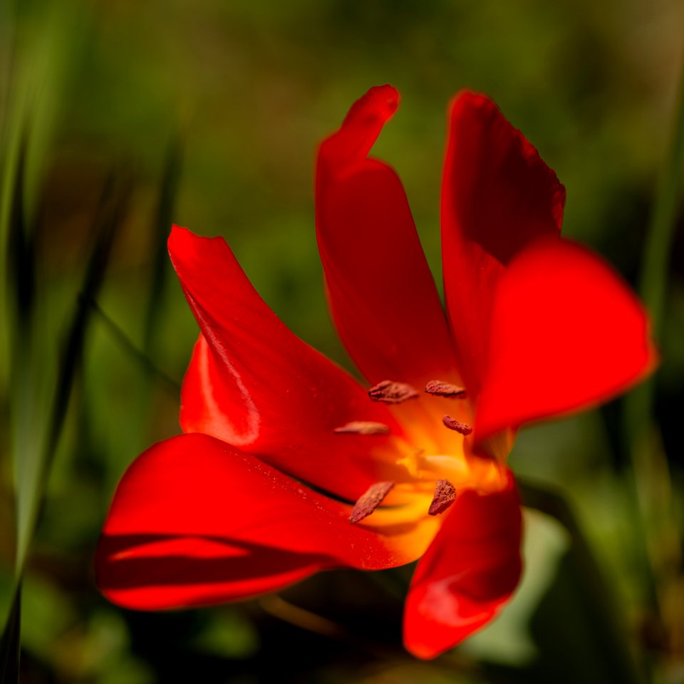 Blumen gehen immer