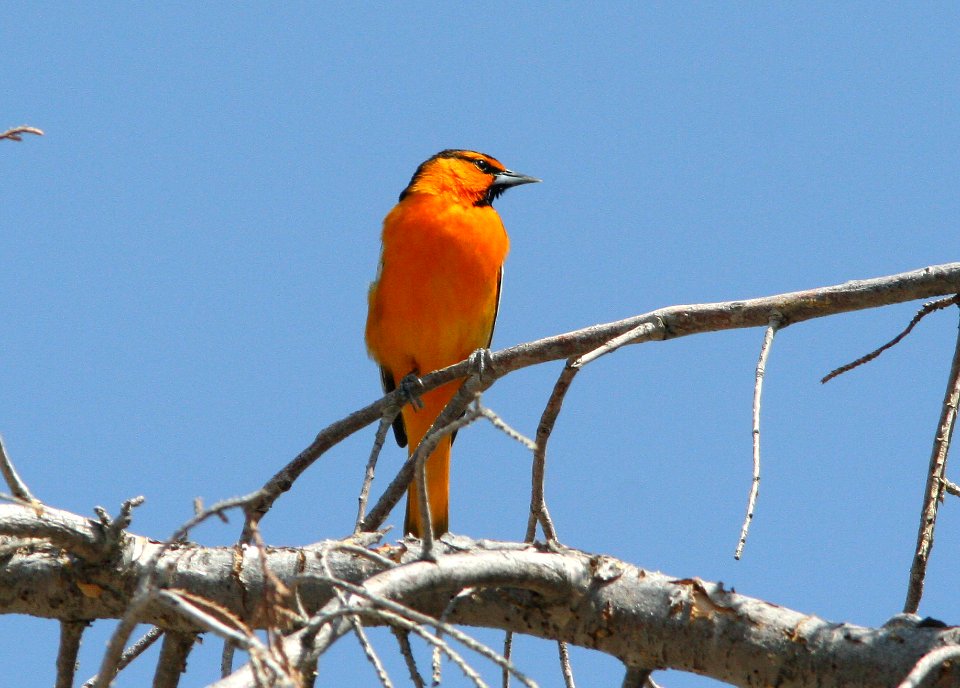 ORIOLE, BULLOCK'S (4-23-08) carrizo, mu ranch -02