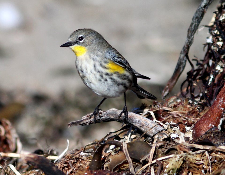 WARBLER, YELLOW-RUMPED (11-23-09) estero bluffs state park, slo co, ca -10