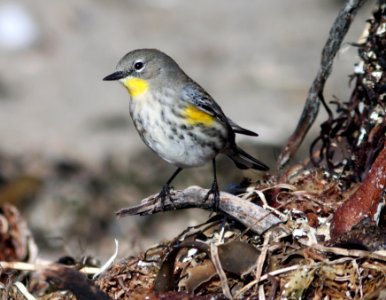 WARBLER, YELLOW-RUMPED (11-23-09) estero bluffs state park, slo co, ca -10