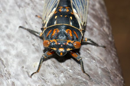 CICADA (6-24-09) -se arizona -04