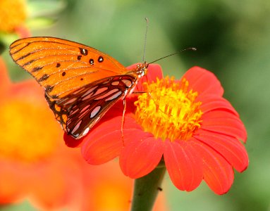 FRITILLARY, GULF (agraulis vanillae) (10-10-08) patagonia, az -4 photo